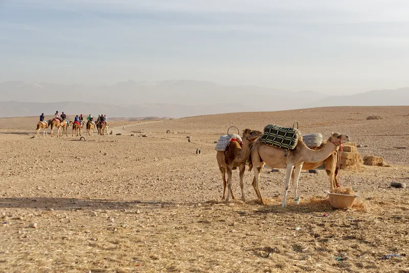 Saddled dromedaries and a distant group of riders on rocky ground in the Agafay Desert, Morocco