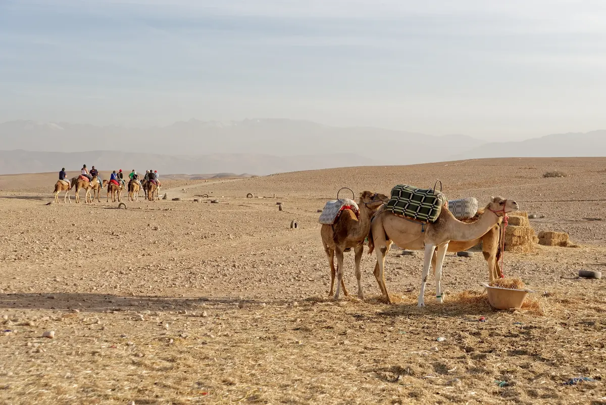 Dromedaries in the rocky landscape of Morocco’s Agafay Desert.
