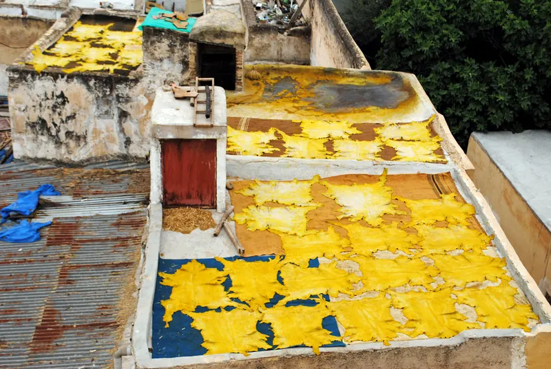 Bright yellow leather hides drying on rooftop surfaces at Chouara Tannery in Fes, Morocco.