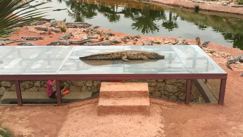 Crocodiles lie around a glass-roofed viewing area at Crocoparc Agadir.